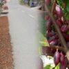 Kabar Gembira Bagi Petani Kokao Di Kotamobagu, Harga Mulai Naik