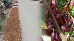 Kabar Gembira Bagi Petani Kokao Di Kotamobagu, Harga Mulai Naik