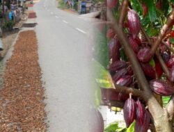Kabar Gembira Bagi Petani Kokao Di Kotamobagu, Harga Mulai Naik