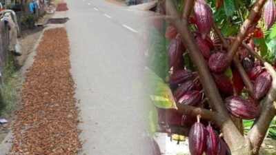 Kabar Gembira Bagi Petani Kokao Di Kotamobagu, Harga Mulai Naik